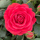 Rose Remembrance - 