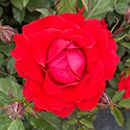 Rose Remembrance - 