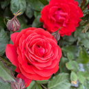 Rose Remembrance - 
