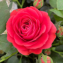 Rose Remembrance - 