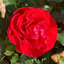 Rose Remembrance - 