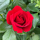 Rose Royal William 4L pot (ROTY 1987) NGW