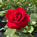 Rose Royal William 4L pot (ROTY 1987) NGW
