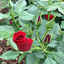 Rose Royal William 4L pot (ROTY 1987) NGW