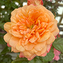 Rose Samaritan 4L pot NGW