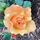 Rose Sharon's Rose 4L Pot NGW