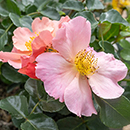 Rose Simple Peach 4L pot NGW