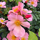 Rose Simple Peach 4L pot NGW