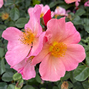 Rose Brian's Rose 4L pot NGW