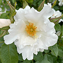 Rose Crystal Wedding 15th Anniver. 4L Pot NGW