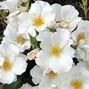 Rose Crystal Wedding 15th Anniver. 4L Pot NGW