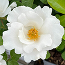 Rose Crystal Wedding 15th Anniver. 4L Pot NGW