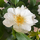 Rose Teresa's Rose 4L Pot NGW