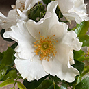 Rose Ronald's Rose 4L Pot NGW