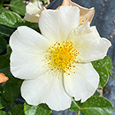 Rose Simple Yellow 4L pot NGW