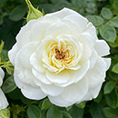 Rose Silver Wedding Celebration 4L Pot NGW