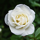 Rose Silver Wedding Celebration 4L Pot NGW