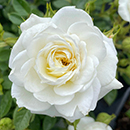 Rose Nicole's Rose 4L Pot NGW