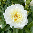 Rose Nicole's Rose 4L Pot NGW