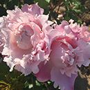 Rose King Charles Coronation 4L pot NGW