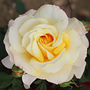 Rose Sunny Sky (ROTY 2016) 4L Pot NGW