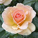 Rose Susan Daniel 4L Pot NGW