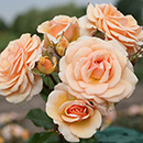 Rose Sweet Honey 4L pot (ROTY 2020) NGW