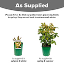 Rose Sweet Memories 4L pot NGW