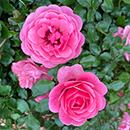 Rose Special Grandma 4L pot NGW