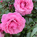 Rose Special Grandma 4L pot NGW