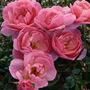 Rose Donald's Rose 4L Pot NGW