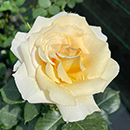 Rose Best Teacher Ever 4L pot NGW