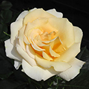 Rose Gary's Rose 4L Pot NGW