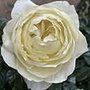 Rose True Love 4L pot NGW