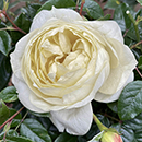 Rose Emma's Rose 4L Pot NGW