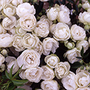 Rose Paper Wedding 1st Anniver. 4L NGW