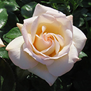 Rose Claire's Rose 4L Pot NGW