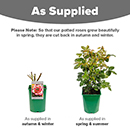 Rose You're My everything 4L Pot (ROTY 2025) NGW