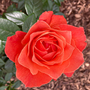 Rose Word Forest 4L Pot C NGW