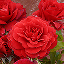 Rose Stems of Hope 4L Pot C NGW