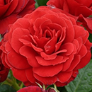 Rose Stems of Hope 4L Pot C NGW