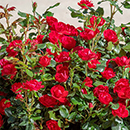 Rose Zepeti 65-75cm Half Standard 3L NGW