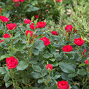 Rose Zepeti 65-75cm Half Standard 3L NGW