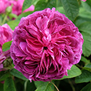 Rose Charles de Mills 4L pot NGW