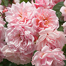 Rose Felicia 4L pot NGW