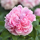 Rose Jacques Cartier 4L pot NGW