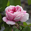 Rose Jacques Cartier 4L pot NGW