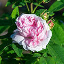Rose Jacques Cartier 4L pot NGW