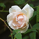 Rose Madame Alfred Carriere 4L pot NGW