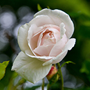 Rose Madame Alfred Carriere 4L pot NGW